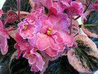 african violet photo