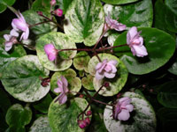 african violet photo