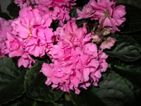 african violet photo