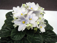 african violet photo