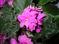 african violet photo