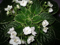 african violet photo