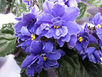 african violet photo