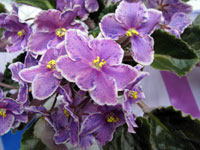 african violet photo