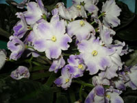 afrucan violet photo
