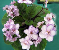 african violet photo